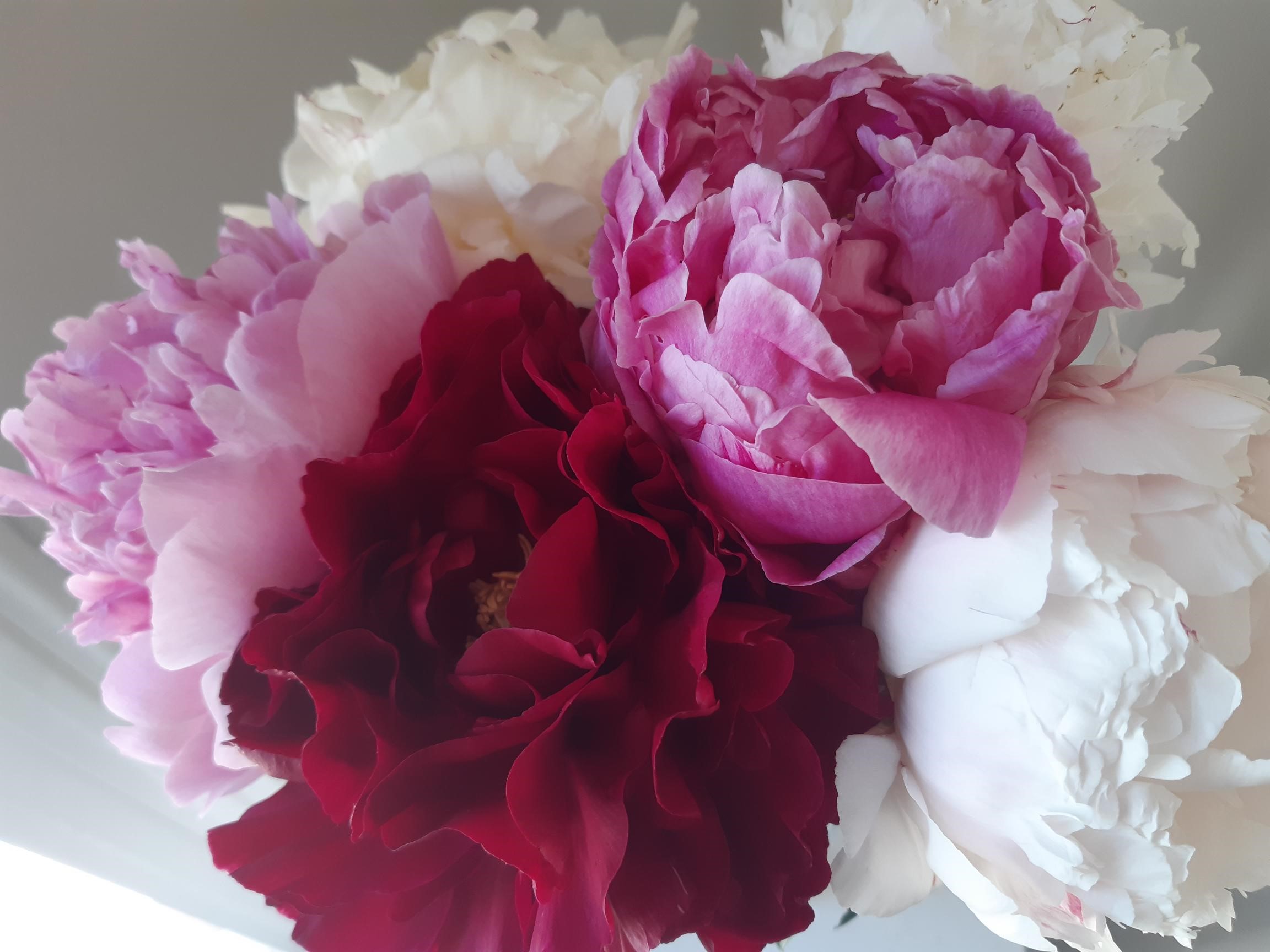 Pivoines et Eucalyptus